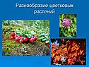 Разнообразие цветковых растений