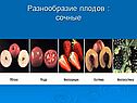 Разнообразие плодов : сочные