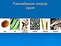 Разнообразие плодов: сухие