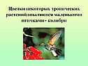 Цветки некоторых тропических растений опыляются маленькими птичками