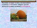 Растения, которые человек сам высаживает