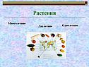 Растения