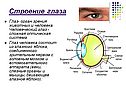 Строение глаза