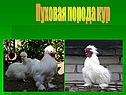 Пуховая порода кур