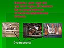Насесты для кур-это где спят куры