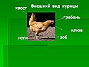 Внешний вид курицы
