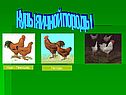 Куры яичной породы