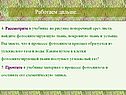 Поперечный срез листа