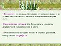 Условия для фотосинтеза