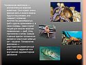 Головоногие моллюски — исключительно морские животные