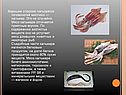 Хорошим спросом пользуется головоногий моллюск — кальмар