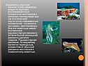  Выражаясь научным языком, отряд каракатиц входит в подкласс