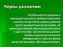 Черты различия: