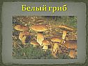 Белый гриб