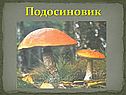 Подосиновик