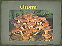 Опята