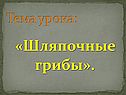 «Шляпочные грибы»