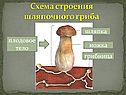 Схема строения шляпочного гриба