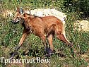 Гривастый Волк