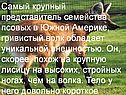 Самый крупный представитель семейства псовых в Южной Америке,