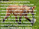 Непропорциональность телосложения еще сильнее подчёркивается высокими