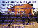 Примечательно, что щенки гривистого волка рождаются коротконогими