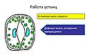 Работа устьиц