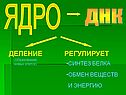 ДЕЛЕНИЕ (образование новых клеток)