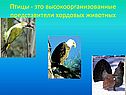 Птицы - это высокоорганизованные представители хордовых животных