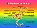Строение скелета птицы