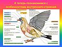 Познакомимся с особенностями внутреннего строения