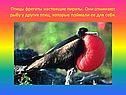 Птицы фрегаты настоящие пираты