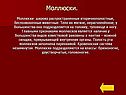 Моллюски