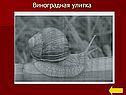 Виноградная улитка