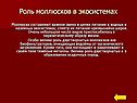 Роль моллюсков в экосистемах