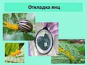 Откладка яиц