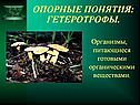  Гетеротрофы
