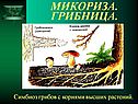 Микориза
