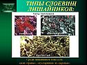 Типы слоевищ лишайников
