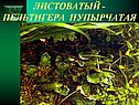 Пельтигера пупырчатая