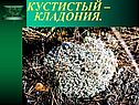 Кустистый