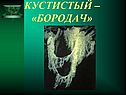 Бородач