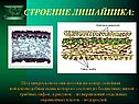 Строение лишайника