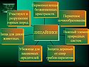 Характеристика лишайников