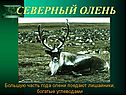 Северный олень
