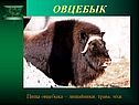 Овцебык