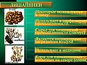 Характеристика лишайников
