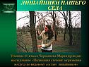 Лишайники нашего села