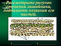 Рассмотрите рисунок