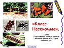 Класс Насекомые